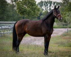 dressage horse Tri State Corner (Oldenburg, 2018, from Total Spezial)