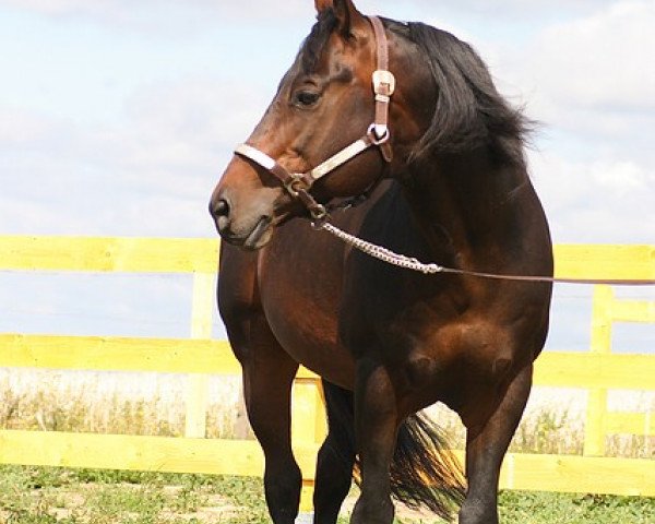 stallion I'm Best In The West (Quarter Horse, 1993, from King Lotoe)