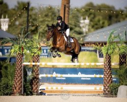 jumper Igelo (KWPN (Royal Dutch Sporthorse), 2013, from Tangelo van de Zuuthoeve)