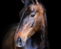 jumper Inara S Z (Zangersheide riding horse, 2013, from Ilias van het Vlasmeer)