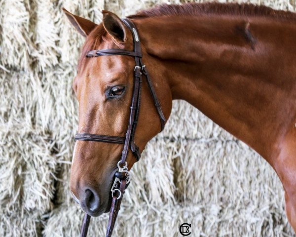 Springpferd Eclair de la Ferme (Selle Français, 2014, von Old Chap Tame)