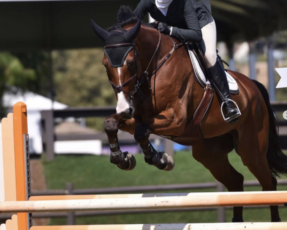 jumper Nkh Quanto (Holsteiner, 2006, from Quidam de Revel)