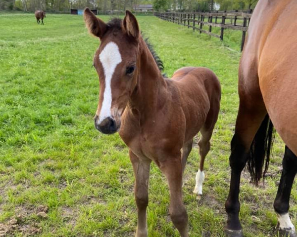 Springpferd Vanilla van 't Heike (Belgisches Warmblut, 2021, von Ermitage Kalone)