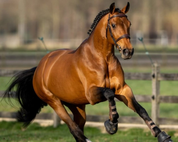 jumper Gin Flip de Muze Z (Zangersheide riding horse, 2017, from Gino-H)