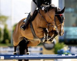 Springpferd Indago (Belgisches Warmblut, 2008, von Concord)