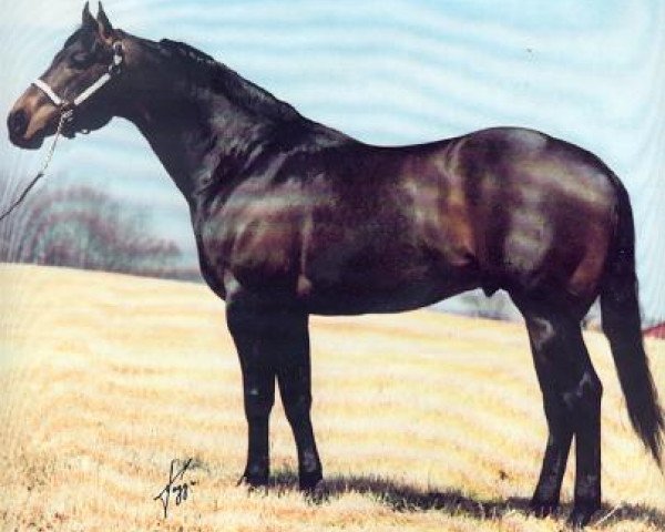 Deckhengst Benito Bar Mark (Quarter Horse, 1975, von Docs Benito Bar)