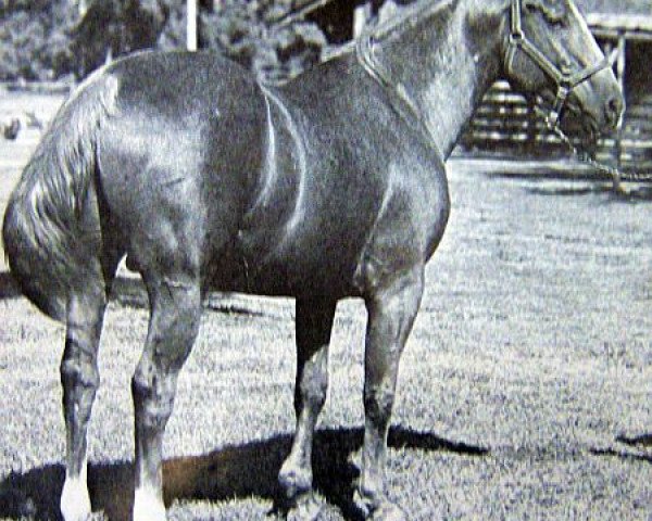 Deckhengst Roan Leo (Quarter Horse, 1952, von Leo)