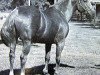 stallion Roan Leo (Quarter Horse, 1952, from Leo)