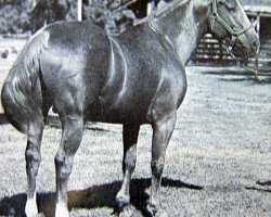 stallion Roan Leo (Quarter Horse, 1952, from Leo)