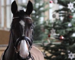 dressage horse For Dance 2 (Rhinelander, 2008, from Flatley 2)