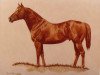 stallion Roma Charge (Quarter Horse, 1964, from War Charge)