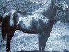 stallion Leo Bar (Quarter Horse, 1953, from Three Bars xx)