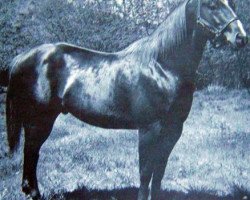 Deckhengst Leo Bar (Quarter Horse, 1953, von Three Bars xx)