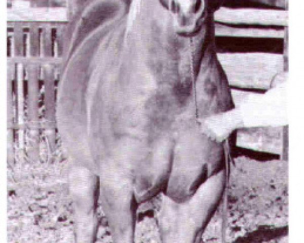 stallion Skip's Bid (Quarter Horse, 1967, from Skipper's King)