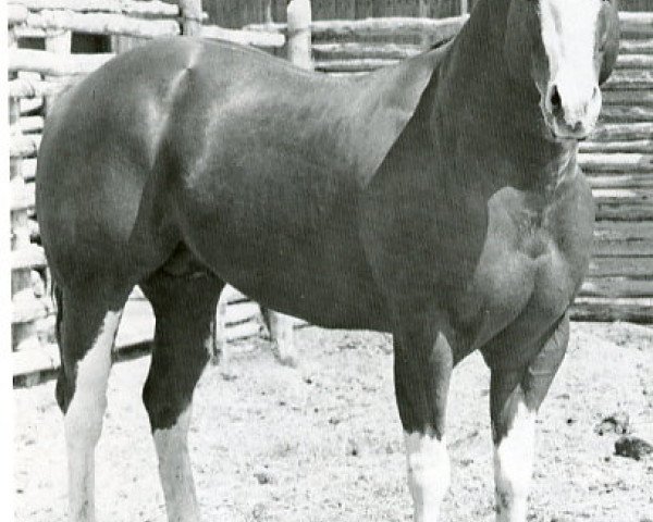 Deckhengst Silent String (Quarter Horse, 1965, von Skippa String)