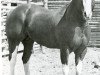 Deckhengst Silent String (Quarter Horse, 1965, von Skippa String)