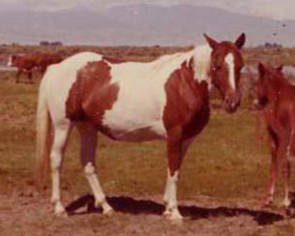 broodmare Cheyenne Lil (Paint Horse, 1963, from Cocoa Bars)