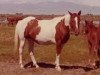 Zuchtstute Cheyenne Lil (Paint Horse, 1963, von Cocoa Bars)