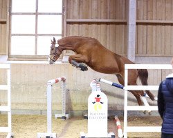 Springpferd Benito (Deutsches Sportpferd, 2020, von Baloutaire PS)