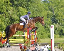 jumper Caillou 59 (Hanoverian, 2016, from Cador 5)