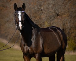 jumper Tippy Lu (Hanoverian, 2013, from Toronto)