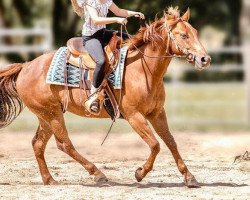 Pferd TQR Little Fighter (Quarter Horse, 2017)