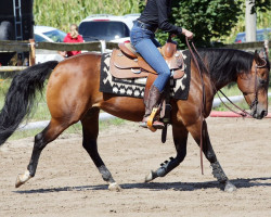 Pferd Surpriseable (Quarter Horse, 2011)