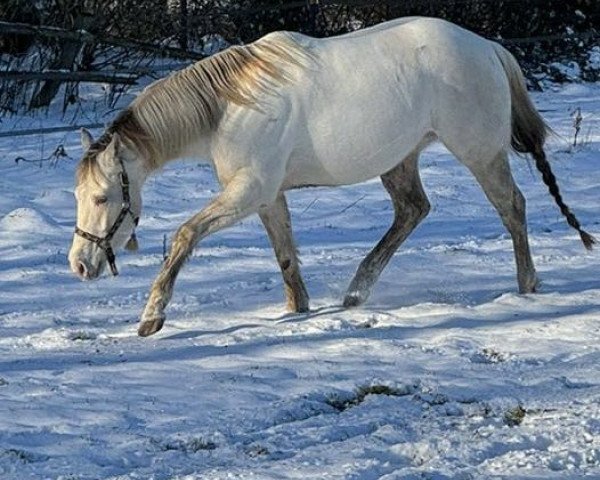 horse Magic Champagne Kizz (Paint Horse, 2020)