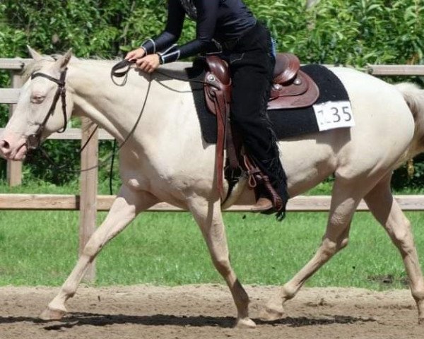 Pferd Little Jump N Rainstar (Quarter Horse, 2016)