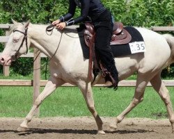 horse Little Jump N Rainstar (Quarter Horse, 2016)