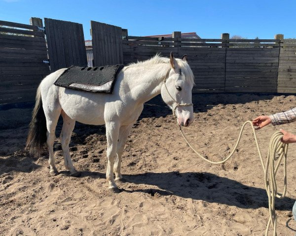 horse CC Blueboons Iceman (Paint Horse, 2021)