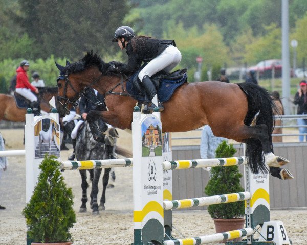 jumper Gyo M (KWPN (Royal Dutch Sporthorse), 2011, from Casall)