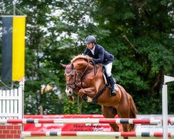 jumper Coco Beach 8 (Zangersheide riding horse, 2015, from Cavalo Z)