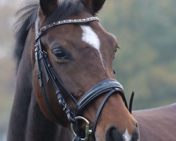 jumper Quadrixi 3 (Hanoverian, 2017, from Qualito)