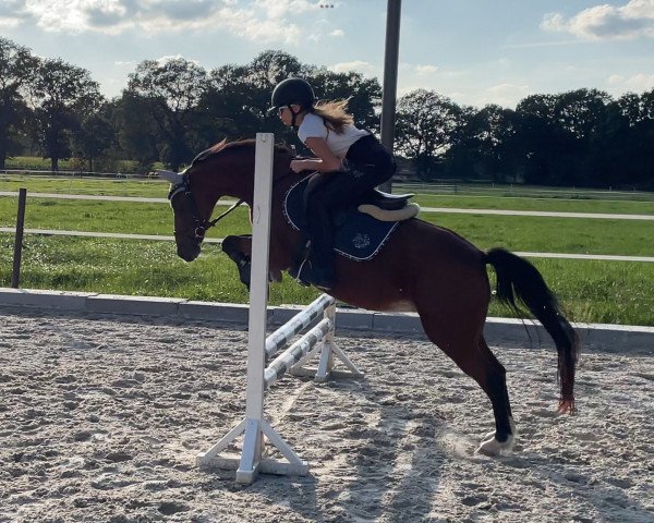 horse Revue 81 (German Riding Pony, 2003, from King Bjuti)