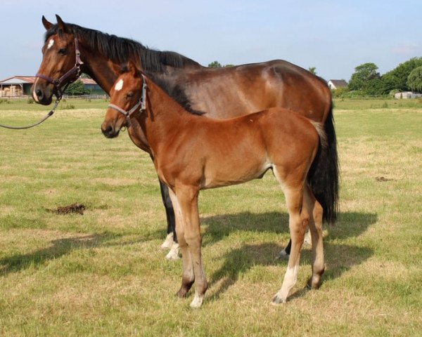 broodmare Franziska A (Holsteiner, 2013, from Uriko)