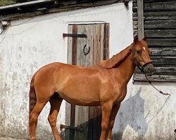 horse Coco Chanel (German Riding Pony, 2002, from Cadillac)