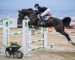 Springpferd Nada Vi CH (Schweizer Warmblut, 2011, von Numero Uno)