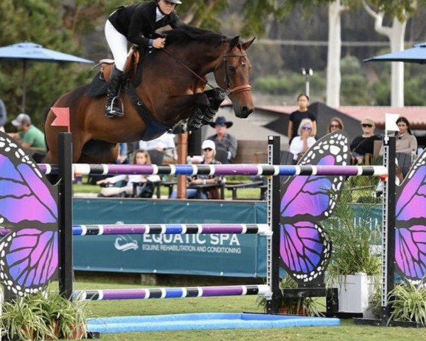 jumper Beauwaniki Wh (KWPN (Royal Dutch Sporthorse), 2006, from VDL Cardento 933)