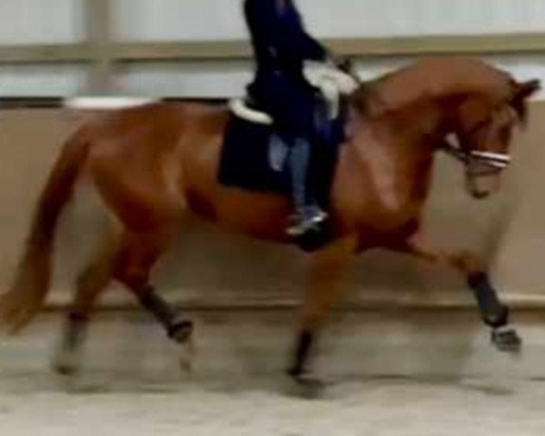 dressage horse Dashing Diva (Hanoverian, 2018, from Da Costa)