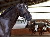 dressage horse Afra H (Rhinelander, 2007, from Abanos)