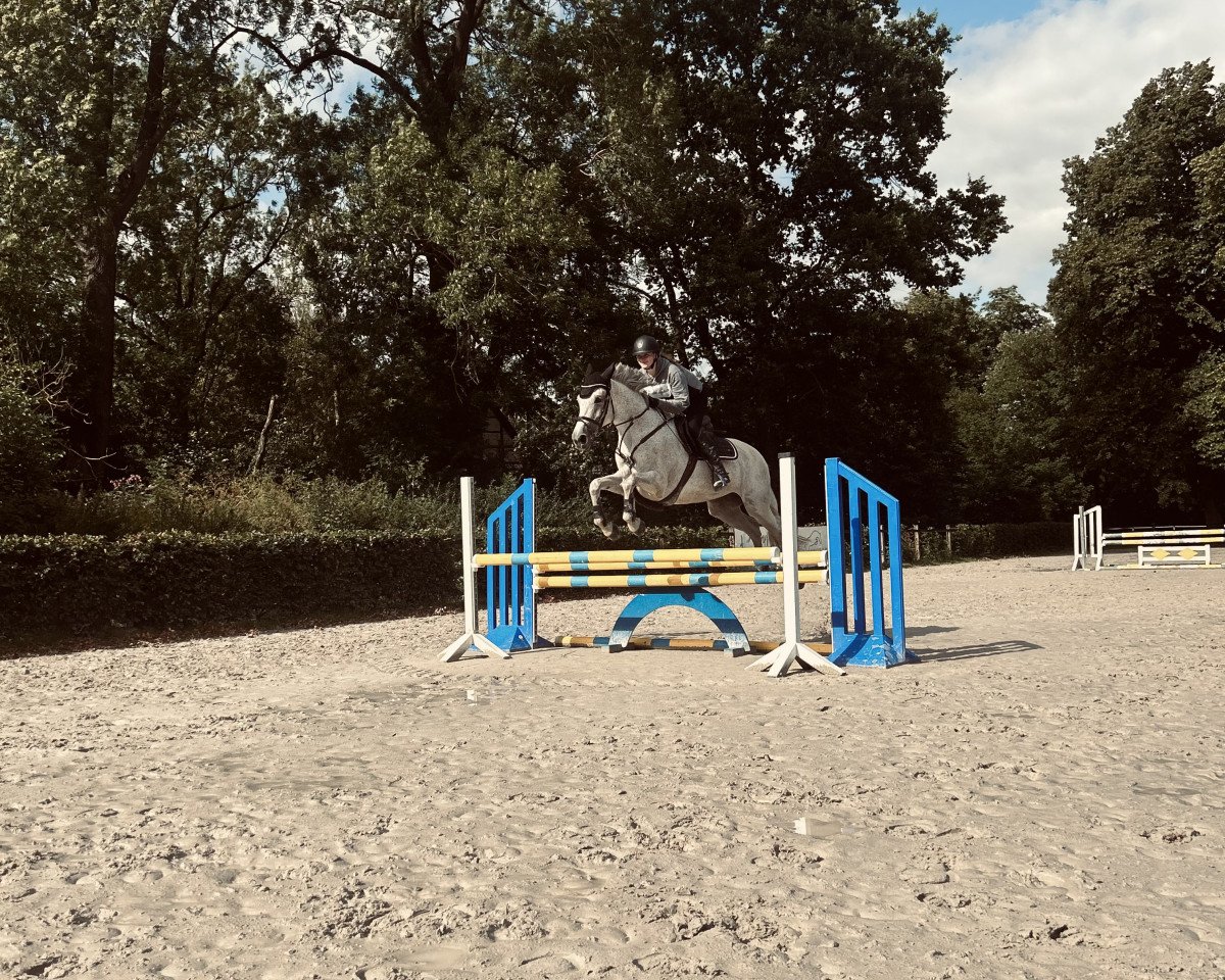 jumper Centuva (Italian Warmblood, 2010, from Cento)