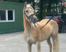 broodmare Halleluja ( 11,134%ox) (Edelbluthaflinger, 2020, from Nico (5,47% ox))