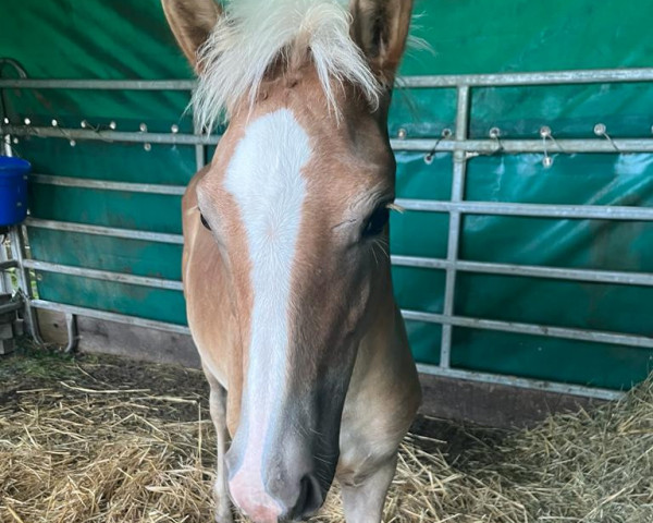 dressage horse Nerina LT (6,25% ox) (Edelbluthaflinger, 2023, from Nevio)