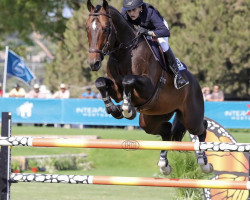 stallion Cezanne B (American Warmblood, 2014, from Chacco-Blue)