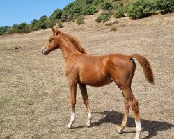 Springpferd Floretto (Sella Italiano, 2021, von Top Secret D'Ossau)