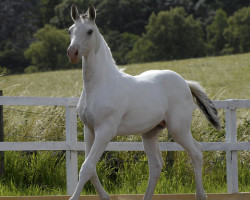 Pferd Capucinno (KWPN (Niederländisches Warmblut), 2007, von McJonnas)