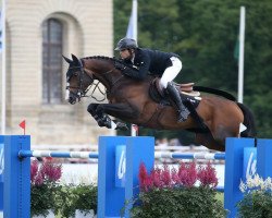 stallion Broadway de Mormoulin (Selle Français, 2011, from Kannan)