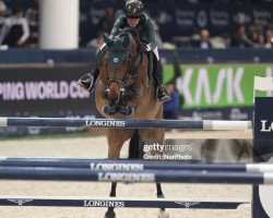 jumper Haily (KWPN (Royal Dutch Sporthorse), 2012, from Baltic VDL)