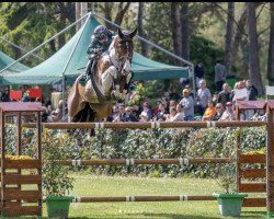 jumper Irish Coffee (KWPN (Royal Dutch Sporthorse), 2013, from Diamant de Semilly)